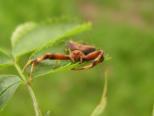 ENTOMOLOGIE