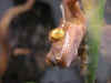 jester01.JPG (36530 bytes)