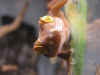 jester02.JPG (95225 bytes)