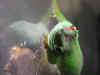 jester07.JPG (76937 bytes)