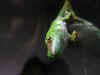 jester08.JPG (72306 bytes)