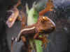 jester09.JPG (101209 bytes)