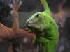 jester10.JPG (105566 bytes)