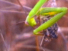 Untitled2.gif (262099 bytes)