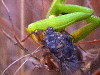 Untitled3.gif (267821 bytes)