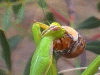 Untitled5.gif (267026 bytes)