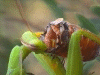 Untitled6.gif (242708 bytes)