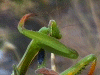 Untitled8.gif (267986 bytes)