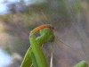 Untitled9a.gif (259034 bytes)