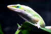 Rudokrk anolis