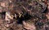 capra.JPG (140564 bytes)