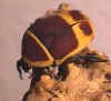 Pachnoda marginata peregrina II