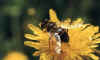 syrphus ribesii.JPG (46472 bytes)