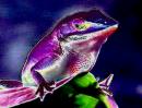 Wellcome to reptiles gallery