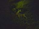 Deer in the nights pasture