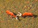 Duel of deers
