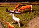 Horses